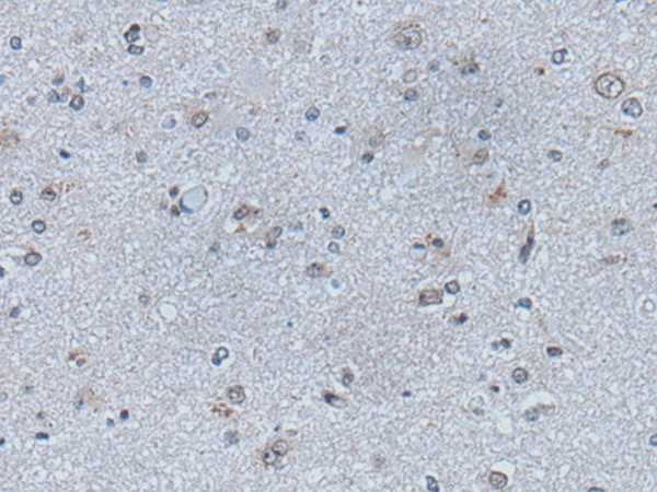 Валидация Elabscience E-AB-53525