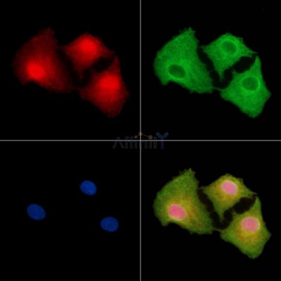 Валидация Affinity DF9680 - 22450