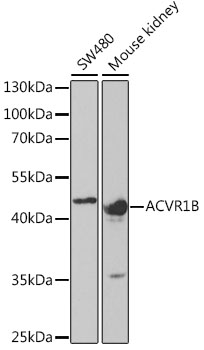 Валидация Elabscience E-AB-60969