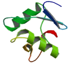 Killer Cell Lectin Like Receptor Subfamily F, Member 1 (KLRF1) Killer Cell Lectin Like Receptor Subfamily F, Member 1 (KLRF1)