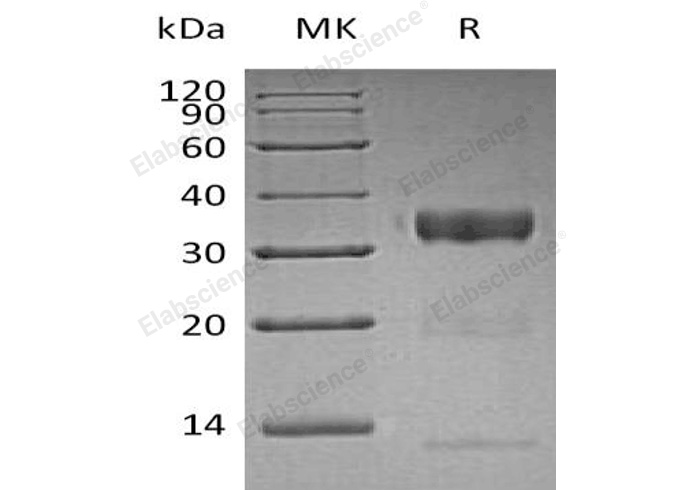 Валидация Elabscience PKSH032665(3099)