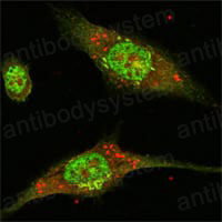 Валидация IF - AntibodySystem RHD79502