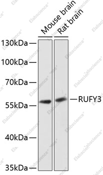 Вестерн-блоттинг, RUFY3, различные клеточные линии