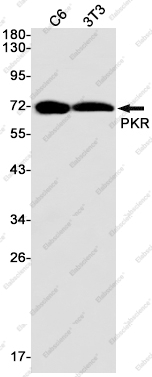 Вестерн-блоттинг, PKR, клетки C6 и 3T3