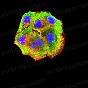 Валидация IF - AntibodySystem RHH08402