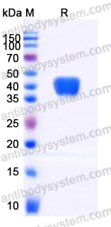 EHD80804, SDS-PAGE
