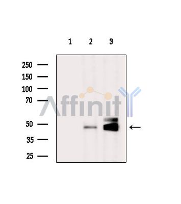 Валидация Affinity DF15915 - 12428