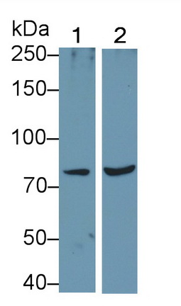 5332