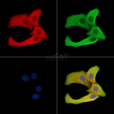 Валидация Affinity DF14693 - 10749