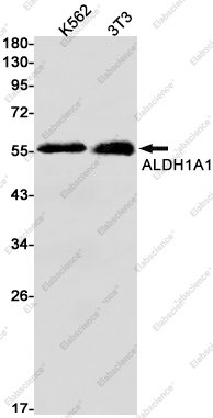 Вестерн-блоттинг, ALDH1A1, клетки K562 и 3T3