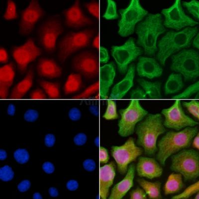 Валидация Affinity AF6438 - 3749