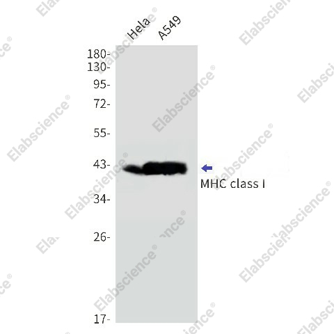 Вестерн-блоттинг, MHC class I, клетки HeLa и A549