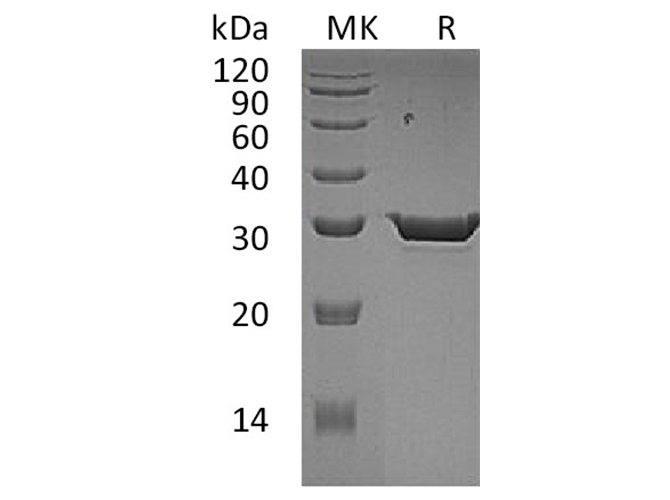 Валидация Elabscience PKSH033377(3708)