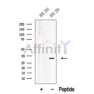 Валидация Affinity DF12565 - 7172