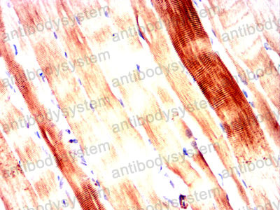 Валидация AntibodySystem RHG48103 (2962)