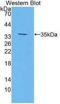 47670