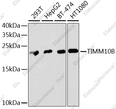 Вестерн-блоттинг, TIMM10B, различные клеточные линии