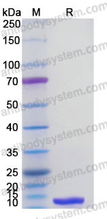 YHC12004, SDS-PAGE