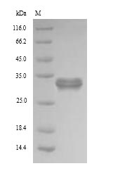 SDS-PAGE
