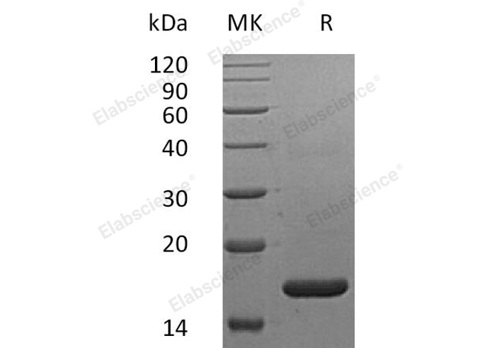 Валидация Elabscience PKSH032608(3054)