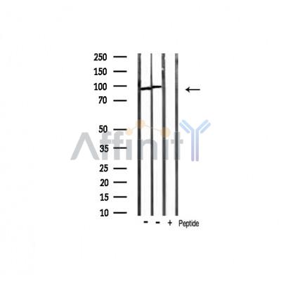 Валидация Affinity AF6266 - 3519