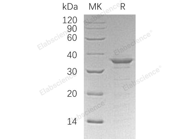 Валидация Elabscience PKSH032408(2888)