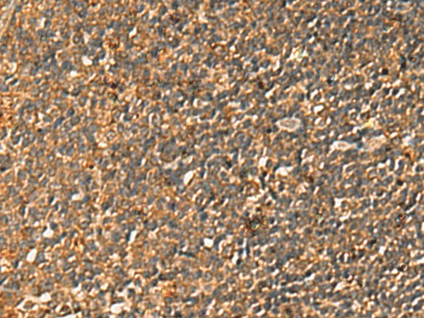 Валидация Elabscience E-AB-53242