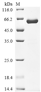 SDS-PAGE