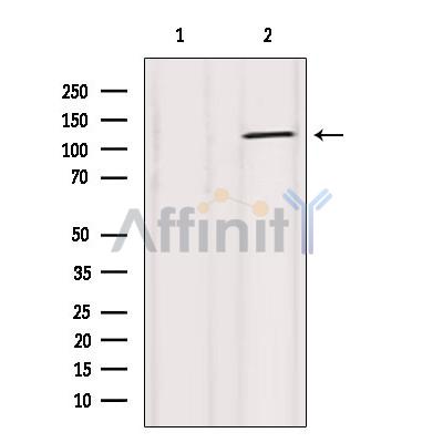 Валидация Affinity AF6083 - 3284
