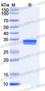 EHN37501, SDS-PAGE