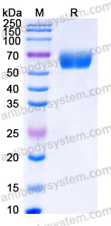 EHK06903, SDS-PAGE