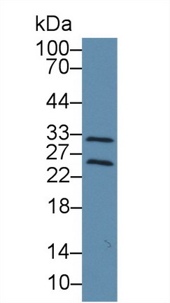 8364