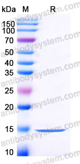 AHC15701, SDS-PAGE