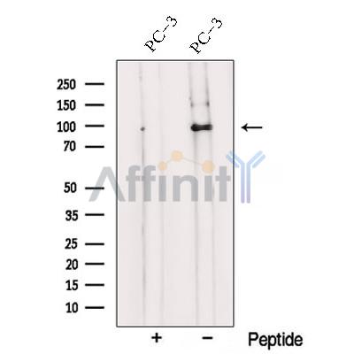 Валидация Affinity DF12783 - 7472