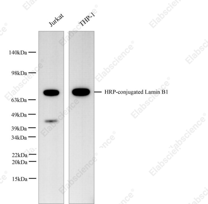 Вестерн-блоттинг, Lamin B1, клеточные линии Raji, HL-60, HeLa, SH-SY5Y, THP-1