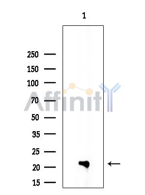 Валидация Affinity DF9391 - 21929