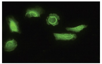 Валидация AssayVector ARM1585(1636)