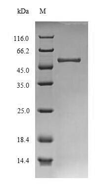 SDS-PAGE