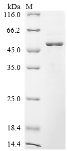 SDS-PAGE