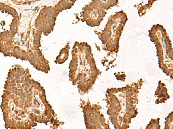 Валидация Elabscience E-AB-18729