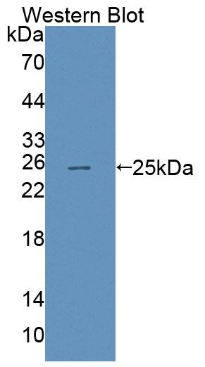 59503