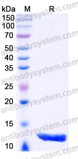 YHC12003, SDS-PAGE