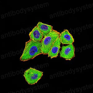 Валидация IF - AntibodySystem RHK42202