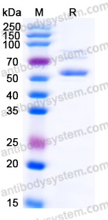 EHJ28403, SDS-PAGE