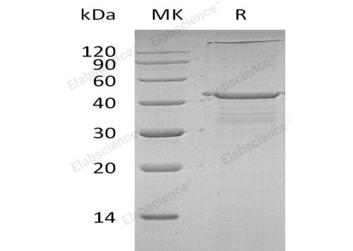 Валидация Elabscience PKSH032557(3010)