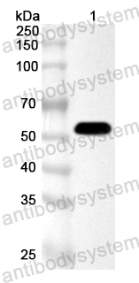 Валидация AntibodySystem PXX20801