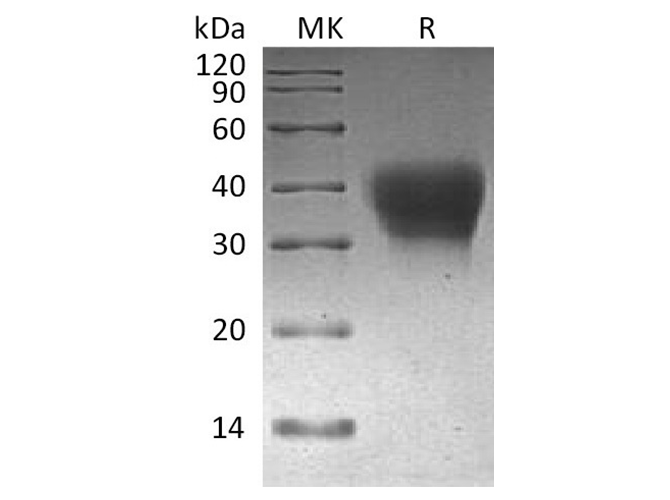 Валидация Elabscience PKSQ050025(5398)