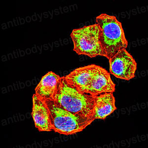 Валидация IF - AntibodySystem RHB22802