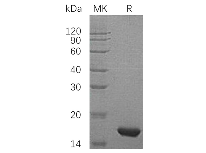 Валидация Elabscience PKSH033587(3880)