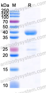 YHF07101, SDS-PAGE